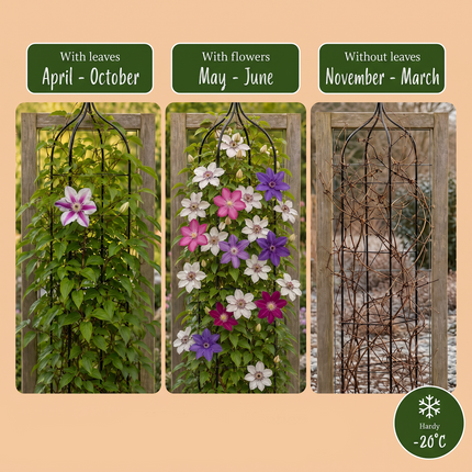 Clematis Rainbow - Bosrank 16x - Paars - Rood - Roze - Wit - Klimplant - Ø9cm - ↕35cm