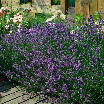 Lavandula Angustifolia 'Munstead' - ↕10-25cm - Ø9cm - 60x