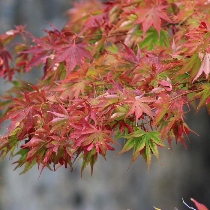 Terrasplant - Japanse Esdoorn - Acer palmatum Beni Maiko - Rood - Bladverliezend - ↕70cm - Ø19cm