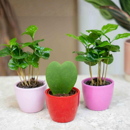 Plant set van 3 met mini pot - Love - Coffea Arabica - roze/rood - Ø6cm