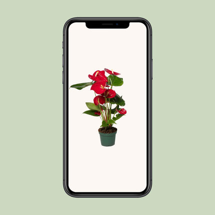 Anthurium Rød - ↕40cm - Ø12cm