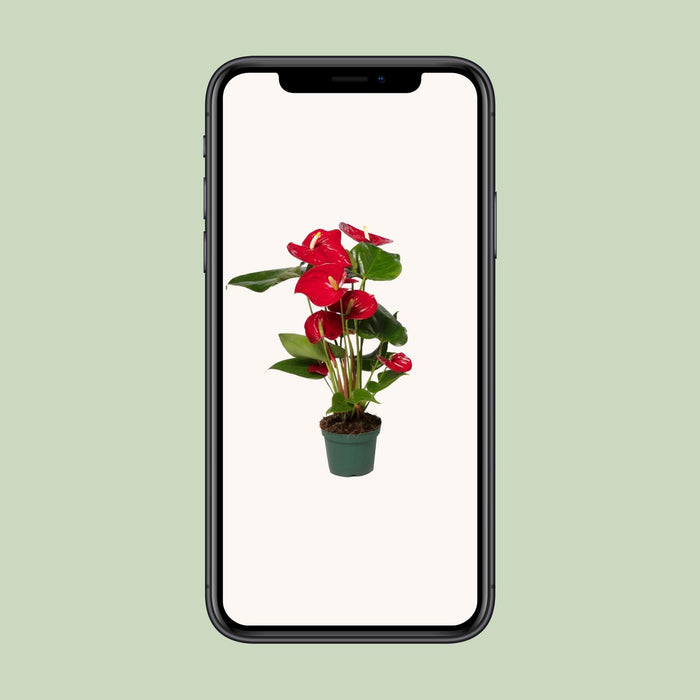 Anthurium Red - ↕40cm - Ø12cm