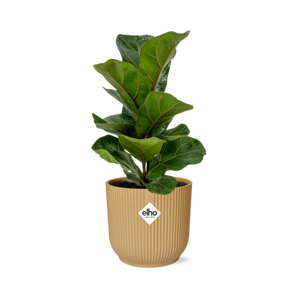 Ficus Lyrata 'Bambino' i gul elho Vibes Fold - Ø14cm