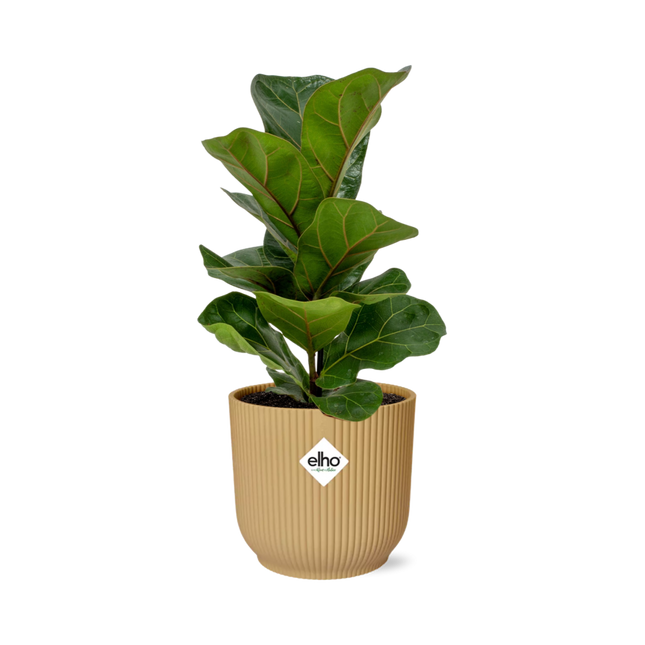 Ficus Lyrata 'Bambino' in giallo elho Vibes Fold - Ø14cm