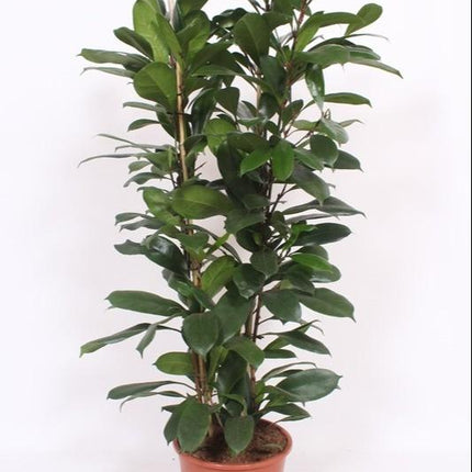 Ficus Cyathistipula - Ø27cm - ↕120cm