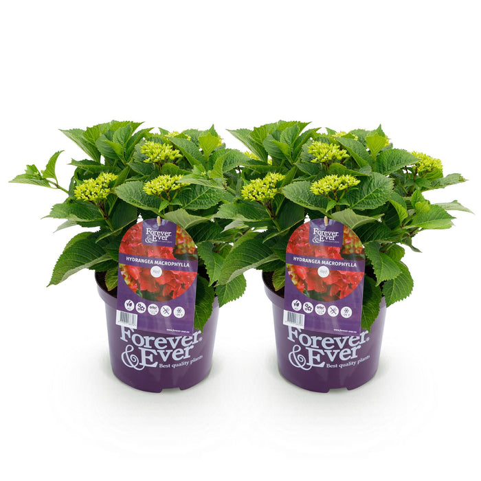 Terrasplant - Hortensia - Hydrangea Forever & Ever - Rood - 7-12 Bloemen - 2 Planten - Pot 23cm Hoogte 55cm