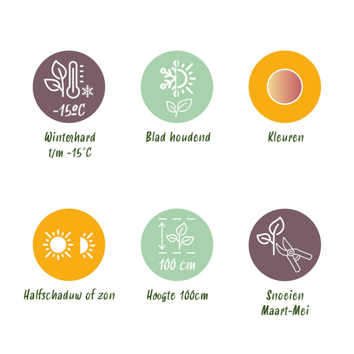 Leucothoe Colour Diamond - Bont - 1 Plant - Groenblijvend - Weinig Onderhoud - Pot 17cm Hoogte 45cm