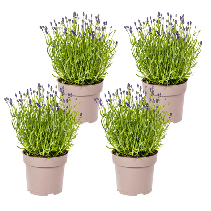 Lavandula Angustifolia - Lavendel - ↕40-50cm - Ø19cm - 4x