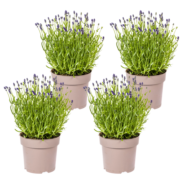 Lavandula Angustifolia - Lavande - ↕40-50cm - Ø19cm - 4x