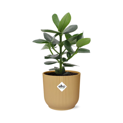 Clusia Princess in elho Vibes Fold Ø14cm giallo - ↕20-30cm