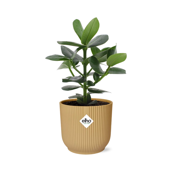 Clusia Princess in elho Vibes Fold Ø14cm geel - ↕20-30cm
