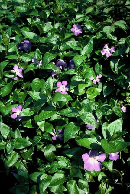 Vinca major - Grote Maagdenpalm - Bodembedekker - 12x - ↕10-25cm - Ø9cm