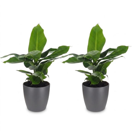 Musa Oriental Dwarf - Dwergbanaan - met grijze pot - ↕30cm - Ø12cm - 2x