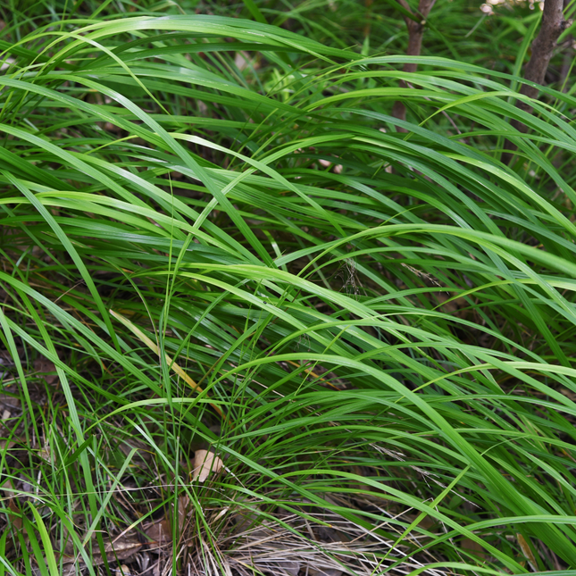 Carex morrowii - Zegge - ↕10-25cm - Ø9cm - 60x
