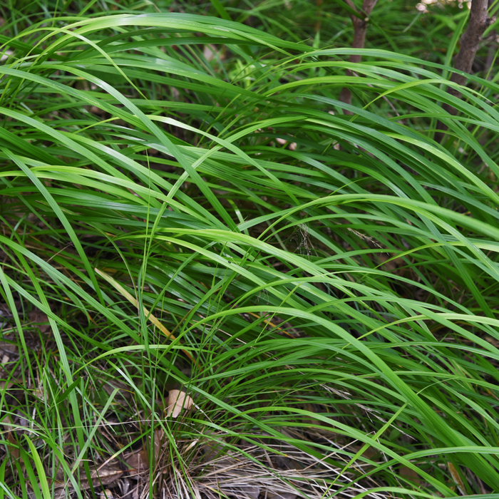 60x Carex morrowii - ↕10-25cm - Ø9cm