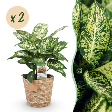 Dieffenbachia Compacta - with basket - ↕45-50cm - Ø17cm - 2x