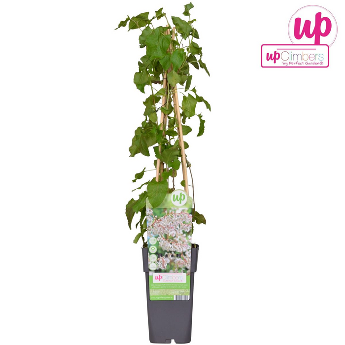 Fallopia Baldschuanica - Bruidsluier - ↕65cm - Ø15cm