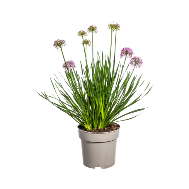 Allium Senescens Millenium - ↕50-60cm - Ø19cm