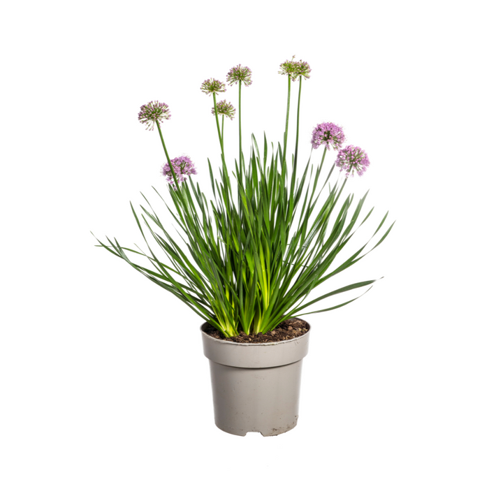 Allium Senescens Millenium - ↕50-60cm - Ø19cm