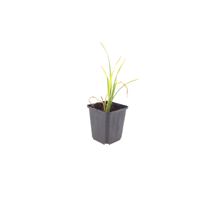 Daylily - Hemerocallis 'Stella de Oro' - ↕10-25cm - Ø9cm - 60x