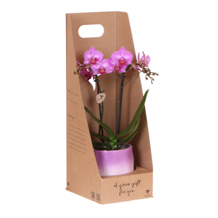 Kolibri Orchids | Paarse Phalaenopsis Orchidee - Mineral Vienna in Gradience Sierpot Lila met Giftbox - Ø9 cm