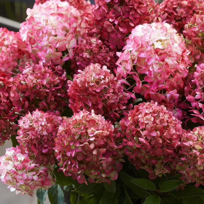 Hydrangea panniculata Living Little Rosy - Plume Hortensia - Lyserød - ↕20-30cm - Ø12cm - 3x