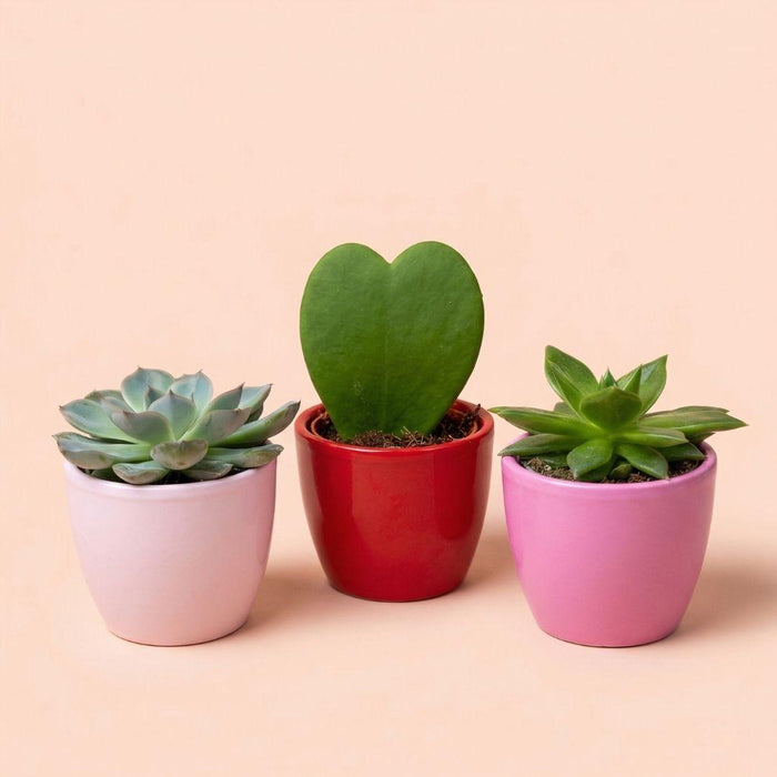 Plant set van 3 met mini pot - Love - Vetplanten - roze/rood - Ø6cm