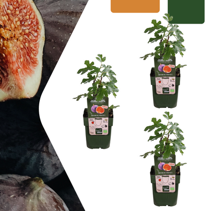 Ficus Carica - Organiczne drzewa figowe - ↕20cm - Ø13cm - 3x