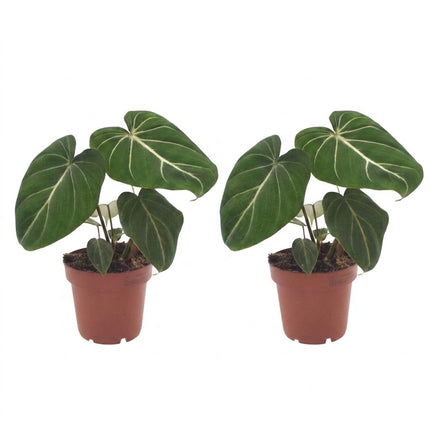 Philodendron Gloriosum - Glorie Philodendron - ↕25cm - Ø12cm - 2x
