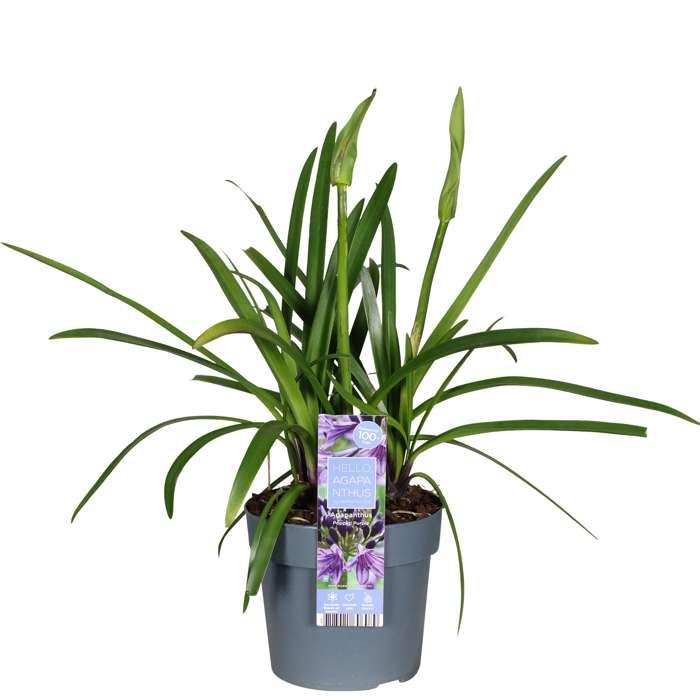 Agapanthus 'Poppin Purple' - Afrikaanse Lelie - ↕30cm - Ø19cm