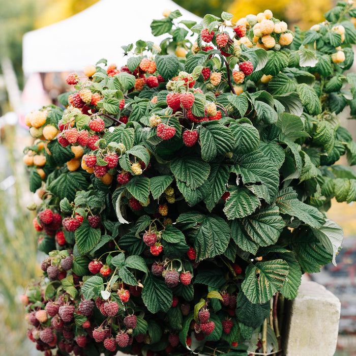 Fruitplant - Framboos - Rubus Mailing Promise  - Rode Framboos - 2 planten -  Pot 11cm Hoogte 40cm