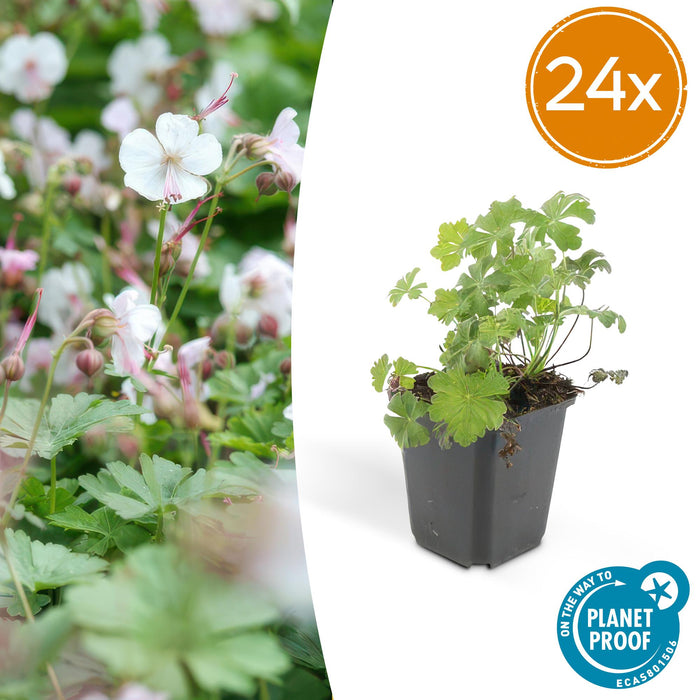 Geranium cant. 'Biokovo' - ↕10-25cm - Ø9cm - 24x