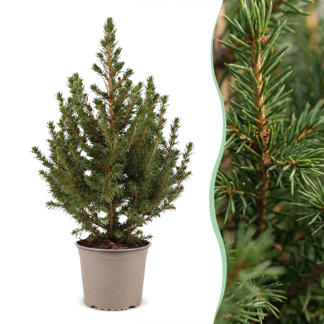 2x Picea glauca Conica - Kegelspar - Groen - Kerstboom - Ø13cm - ↕45cm