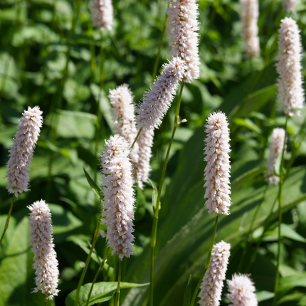 Persicaria bistorta 'Superba' - Adderwortel - ↕10-25cm - Ø9cm - 12x