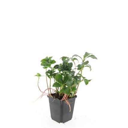 Pachysandra term. 'Green Sheen' - ↕10-25cm - Ø9cm - 24x