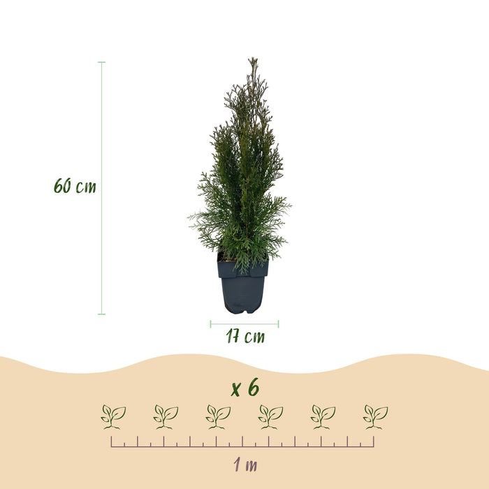 Haagplanten - Thuja occidentalis Smaragd - blad groen - 6 planten - 1 strekkende meter - groenblijvend - pot 17cm hoogte 60cm