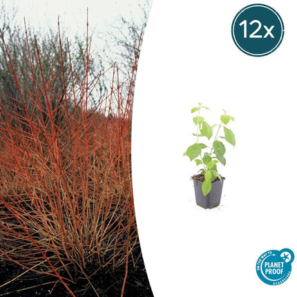 Cornus sanguinea 'Midwinter Fire' - Kornoelje - ↕10-25cm - Ø9cm - 12x
