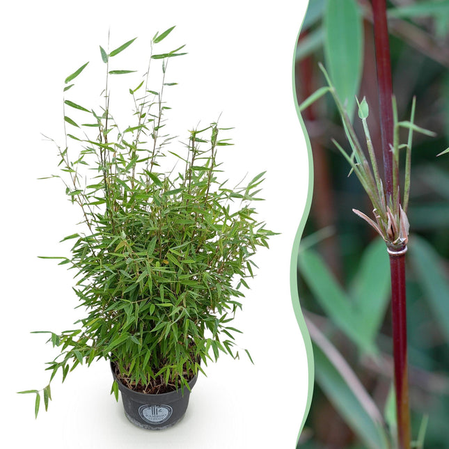 Fargesia nitida Drago Rosso - Bambù non invasivo - ↕80cm - Ø23cm