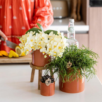 Kolibri Orchids | Gele Phalaenopsis orchidee - Botanic Geel - bloeiende kamerplant - vers van de kweker - Ø9cm