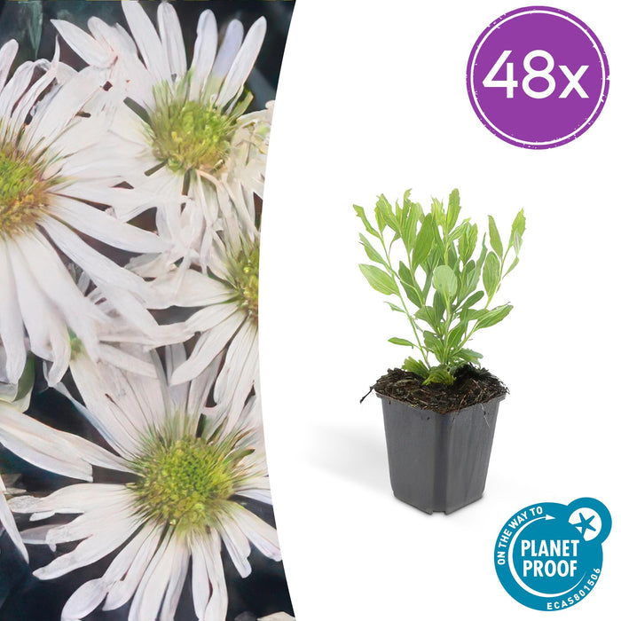 Aster ageratoides 'Ashvi' - ↕10-25cm - Ø9cm - 48x