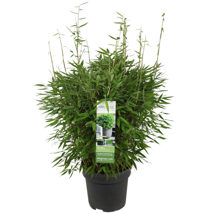 Fargesia 'Moontears'® Boobux - niet woekerende bamboe - ↕70cm - Ø29cm