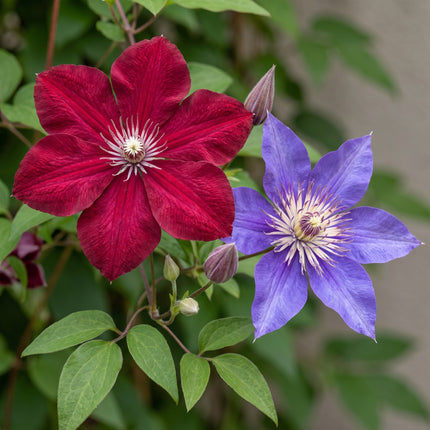 Clematis Duo Blue & Red - Bosrank Duo Blauw & Rood 12x - Blauw - Rood - Klimplant - Ø9cm - ↕35cm