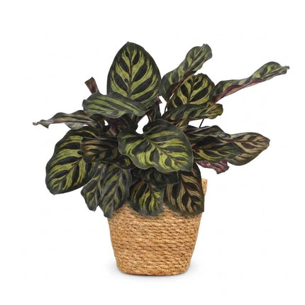 Calathea Makoyana - Pauwenplant - met Mand - Pot 12cm - Hoogte - 25cm