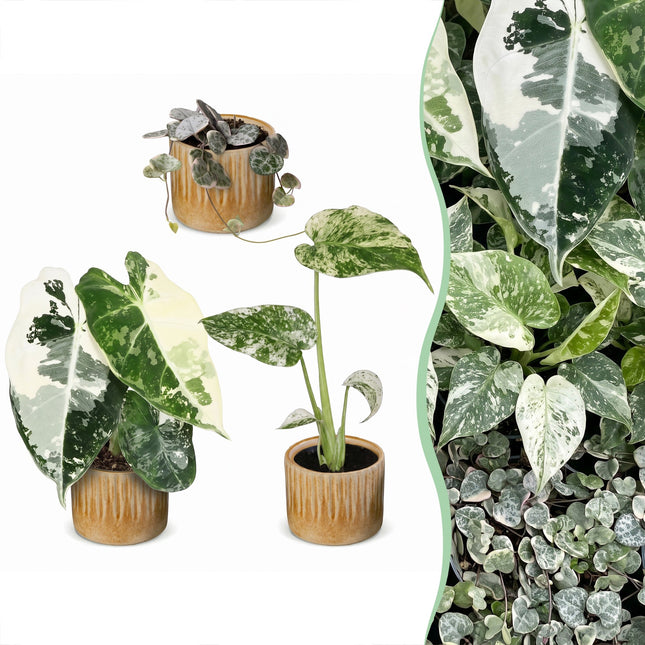 Baby Planten Variegata Mix - Diversen 3x - Tropisch - incl. Linnea Honey - Ø6cm - ↕10-15cm