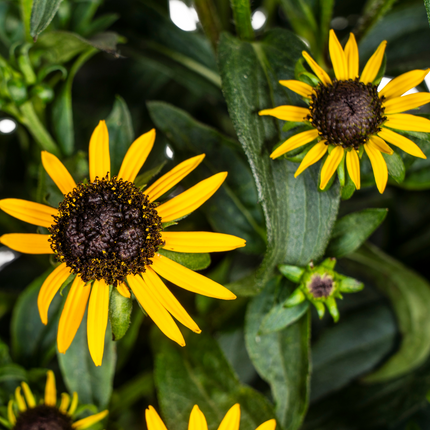 Rudbeckia Fulgida Little-Goldstar - ↕45-60cm - Ø19cm