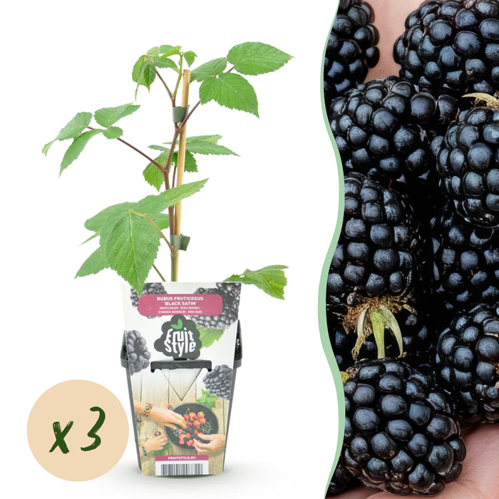 Mûrier 'Black Satin' (Rubus) - Rustique - Lot de 3 plants - Pot de 9 cm - Mûrier