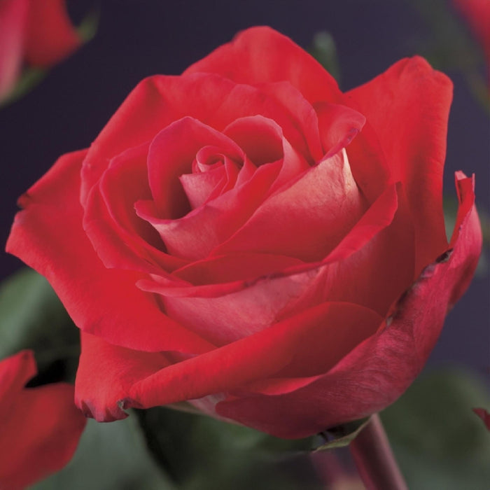 Klimroos - Rosa Red Climber - Bloem Rood - Weinig onderhoud - 2 planten - Pot 11cm Hoogte 40cm