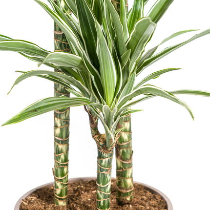 Dracaena Deremensis White Stripe met mand - ↕130-150cm - Ø24cm