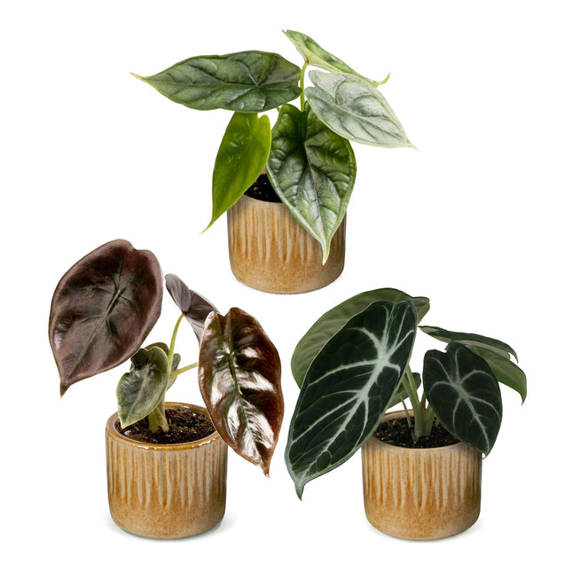 Baby Alocasia Tricolour 3x - Rood - Groen - Zwart - Tropisch - incl. Linnea Honey - Ø6cm - ↕12cm