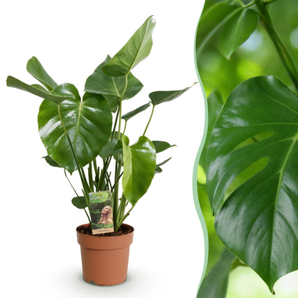 Monstera Deliciosa - Planta de hoyo - ↕50-55cm - Ø17cm
